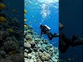 A Professional sea diver and beautiful Fish #fighter