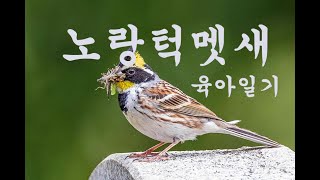 노랑턱멧새 육아일기