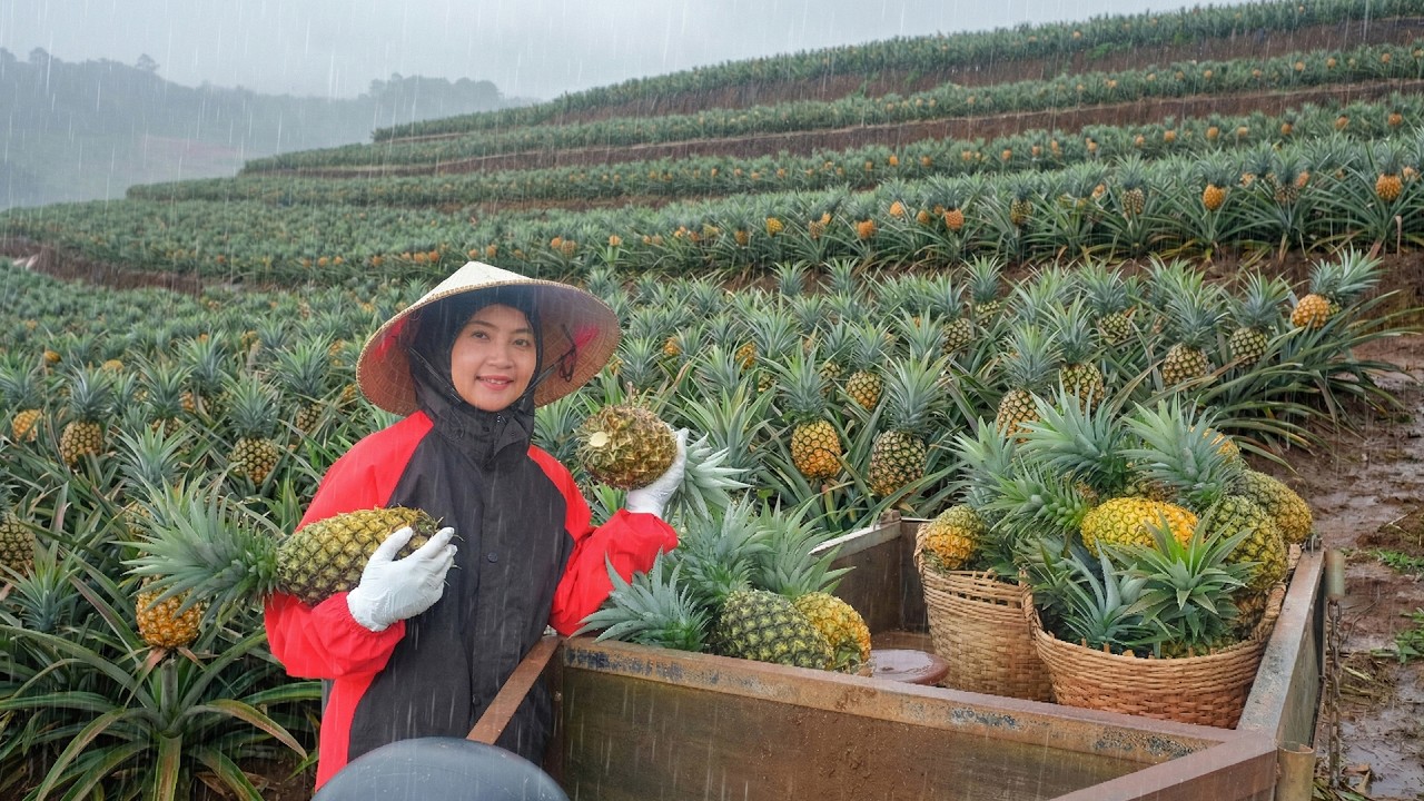 Harvest Pineapples To Sell At The Market – Dismantle The Winged Bean Trellis