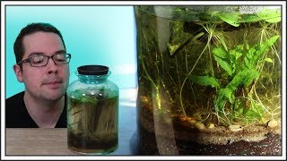 Massive Ecosphere & Terrarium Updates!