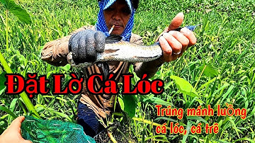 Cách Đặt Lờ Cá Lóc không cần mồi | Snakehead fish trap