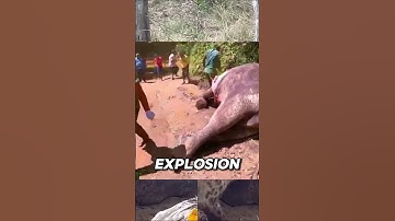 The Science Why Animals Explode #animals