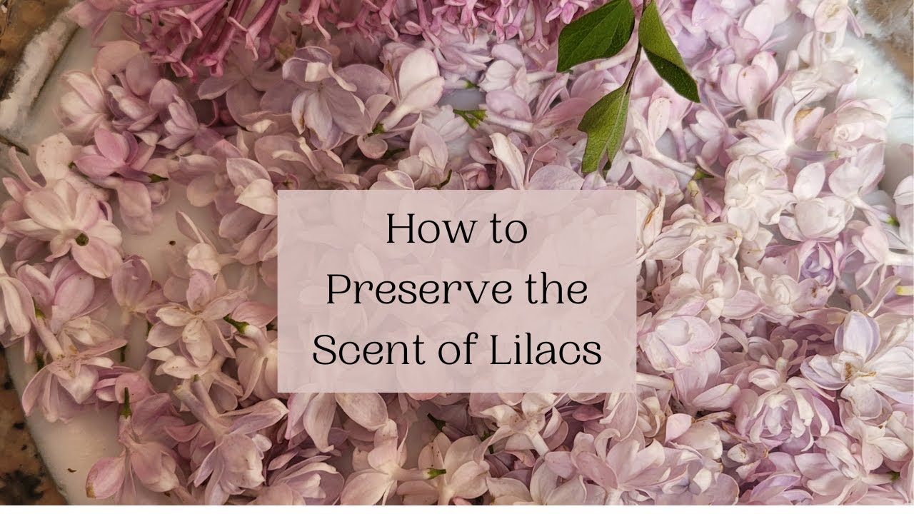 Preserve the Scent of Lilacs Enfleurage How To YouTube