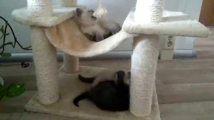 Video 695151: british shorthair kittens, british shorthair blue point, little british shorthair