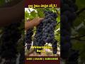 Why Farmers Bury Grapevines Underground! 🍇 #youtubeshorts #ytshorts #viral
