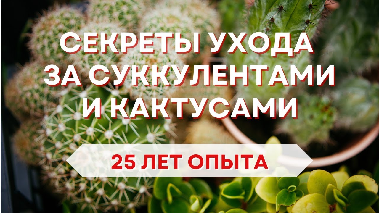 Как ухаживать за суккулентами и кактусами: советы эксперта с 25-летним стажем