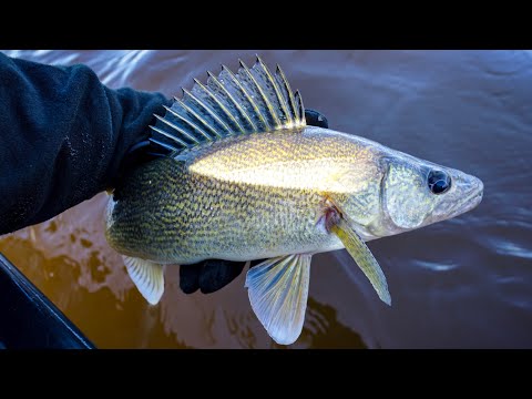 Video: Walleye Nerede Yakalanır