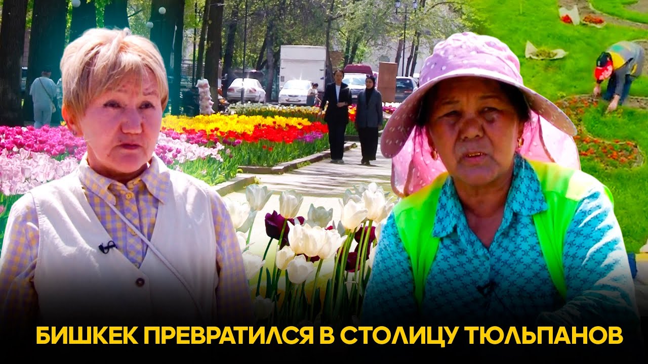 Бишкек превратился в столицу тюльпанов