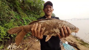 Câu Cá Sông Hồng | Giải Trí Giữa Lòng Hà Nội - P6 : Chép Khủng Xuất Hiện