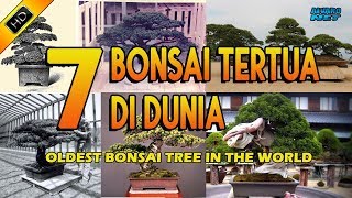 7 bonsai tertua di dunia | Oldest Bonsai tree in the world