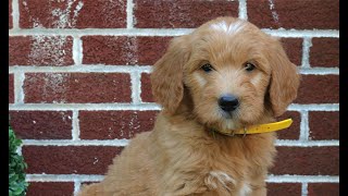 Standard Goldendoodle Puppies for Sale