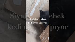 #cat #kedi #funnycats #kittens #kesfetedüş #Siyah İnci bebek Kedi bana oyun yapıyor