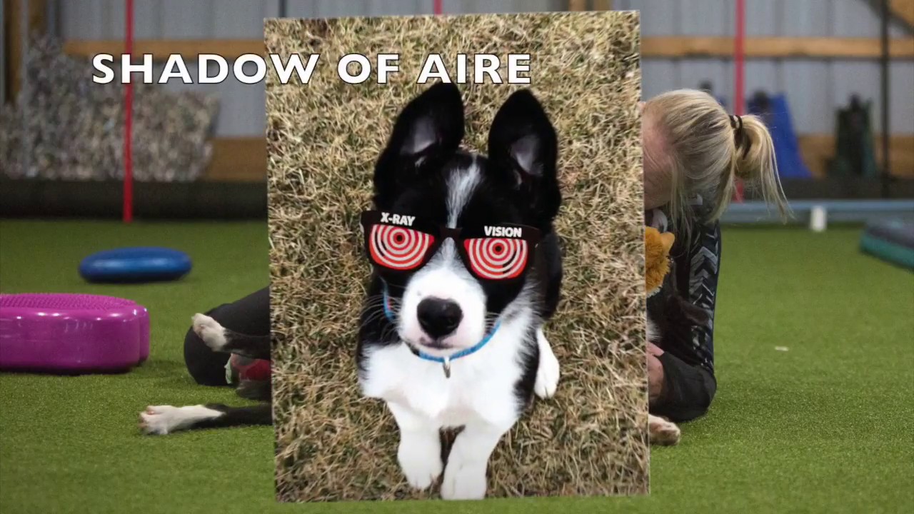 Shadow of Aire X-rEH! Vision - Brilliant Dog, Puppy Challenge