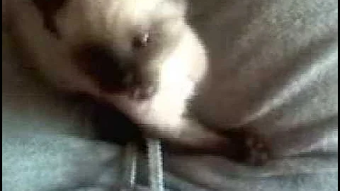 Watch the video about Siamese kitten taking a bath