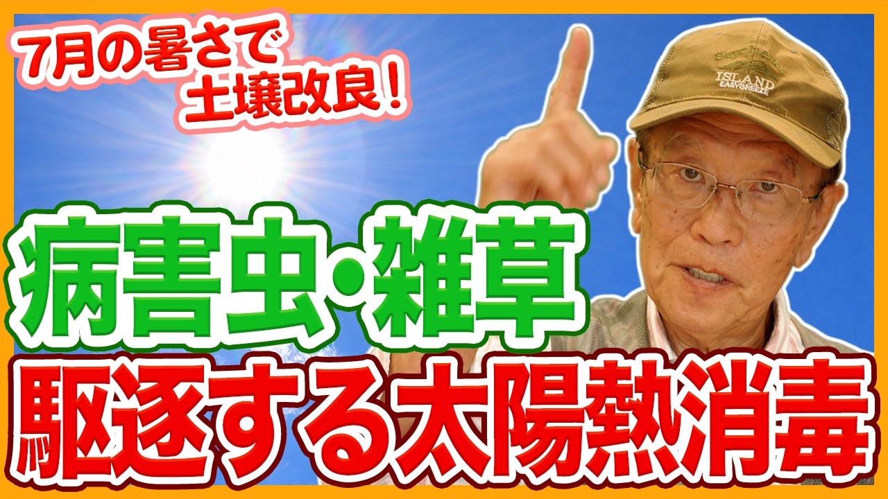 Improve Your Soil with July Heat After Summer Crops! Solarization