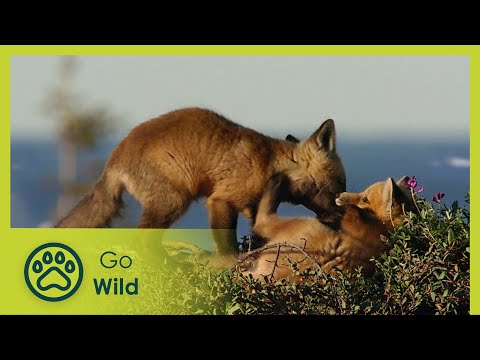 Summertime Wilderness, Canada | Fascinating Places | Go Wild