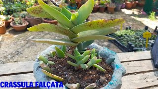 Crassula Falcata Bakımı Saksı Değişimi