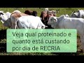 Veja qual proteinado estamos usando e quanto está custando por dia...