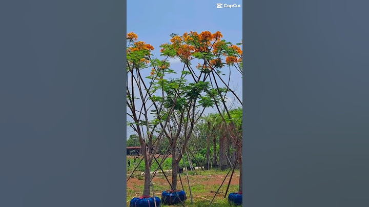 Phượng vàng hoa siêu độc và đẹp 😍