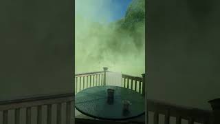 Tree Falls To Ground Releasing Huge Cloud Of Pollen