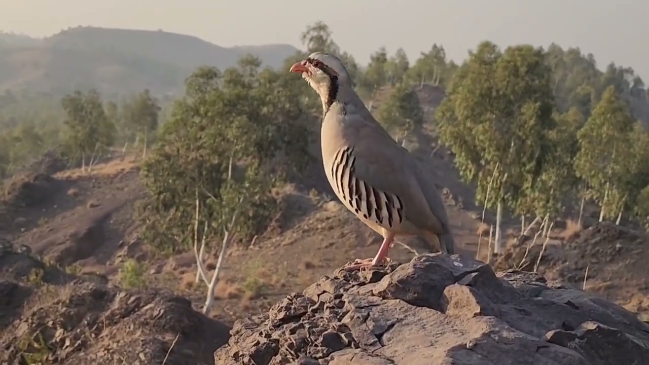Partridge hunting Keklik avi Охота кеклики Chukar avi Шикори кабк Keklik sesiصدای.کبک مادہ صوت الحجل