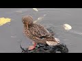 Калининградская утка прихорашивается | Kaliningrad duck preening