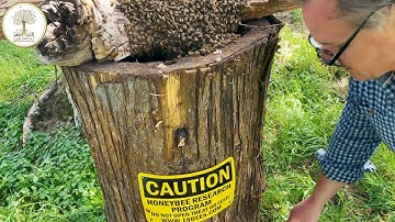 Log hive  - Swarm installed at Oldenstadt Family Farm