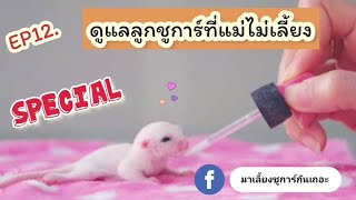 EP12. Special : แชร์เทคนิคดูแลลูกชูการ์ที่แม่ไม่เลี้ยง