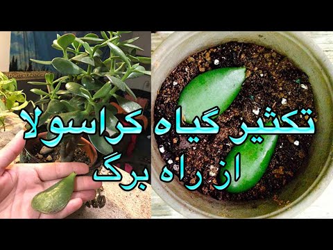 تصویری: گیاه جاتروفا در کجا کشت می شود؟