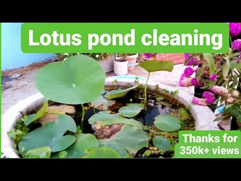 lotus pond cleaning/lotus plant care/lotus and mollies/natural way to keep lotus pond clean/lotus