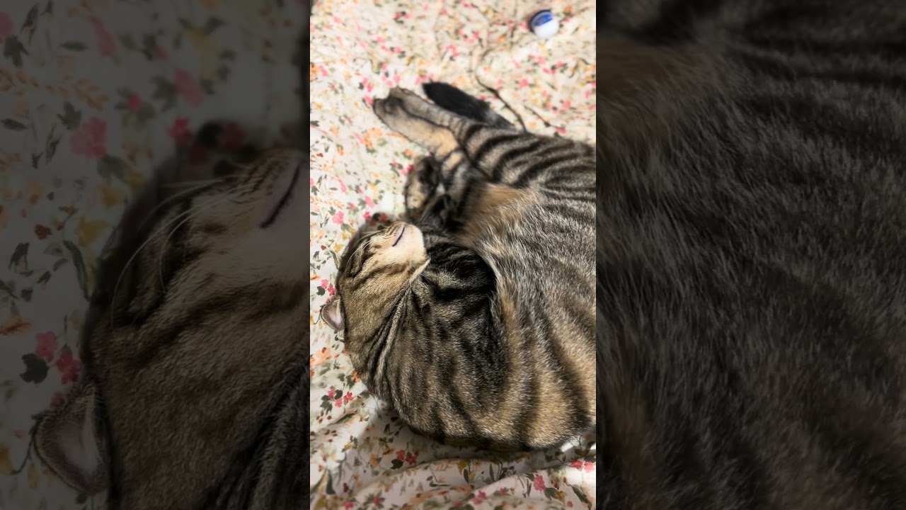 トラジ夢見てるのかな? 口が動いてるよ。 #猫 #cat #寝る猫 #shorts