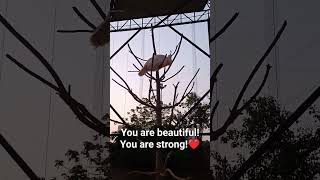 White Peacock Sitting In A Tree