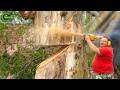 Extreme Dangerous Fastest Big Chainsaw Cutting Tree Machines | Monster Stump Removal Excavator #161