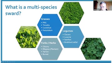 Introduction to Multi-Species Swards