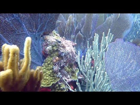 Majestic Sea Fans