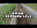 Burung Hantu "CHIKO" - Berburu Ikan Lele