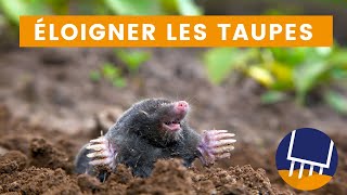 Piège à taupe : L'arme ultime pour éloigner les taupes de votre potager.