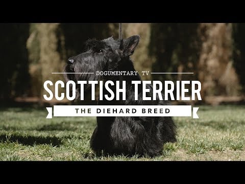 ALL ABOUT SCOTTISH TERRIERS