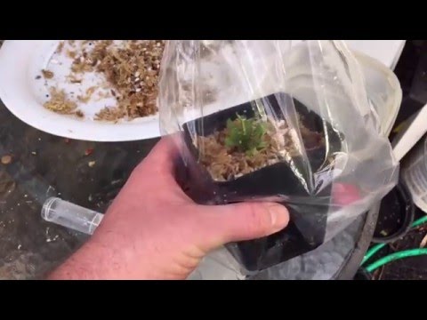 NEPENTHES PITCHER PLANT CARE: OPENING A TISSUE CULTURE FLASKED NEPENTHES AND REPOTTING IT