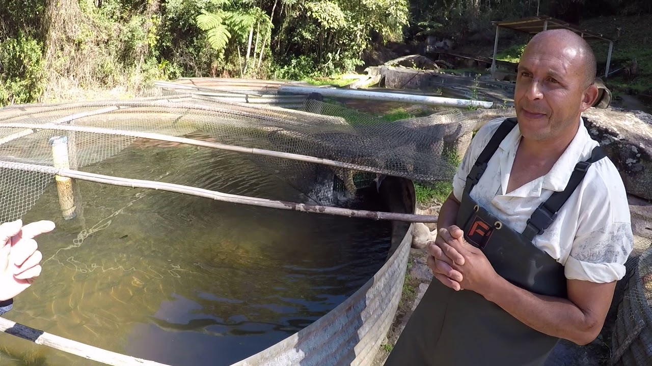 Criação de peixes - Trutas