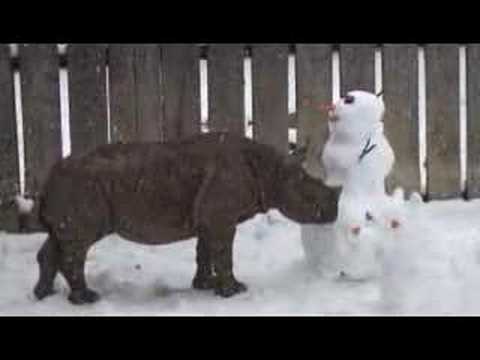 Rhino Enrichment, Cleveland Style