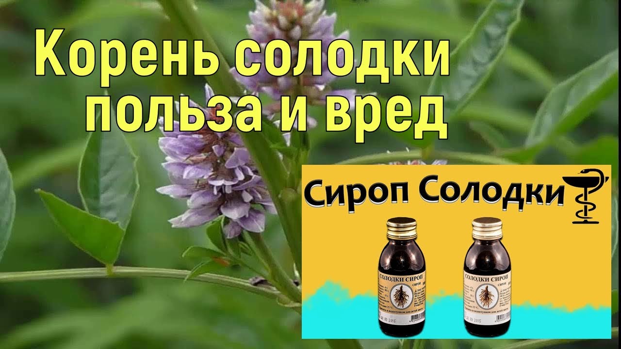 Польза солодки для организма