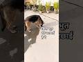 🤣7am dog training sniff & search hidden biscuits, my German Shepherd said to her shadow भूत की परछाई