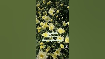 Giống cúc hoạ mi kép tại Hải Dương #cuchoami #hoamikep #cucgiong