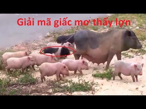 Video Nằm mơ thấy lợn- Giải mã giấc mơ thấy lợn là điềm báo... - youtube