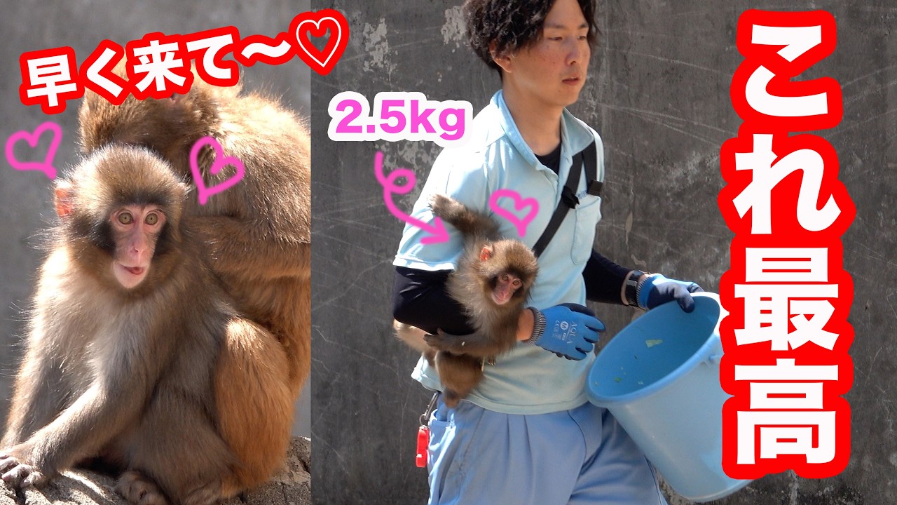 重くてゴメンね】パパにしがみついてお散歩が最高なんだ♪byパンチくん