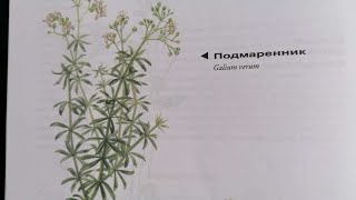 Подмаренник.Labkraut.. Lat.: Galium verum. Мария Требен.