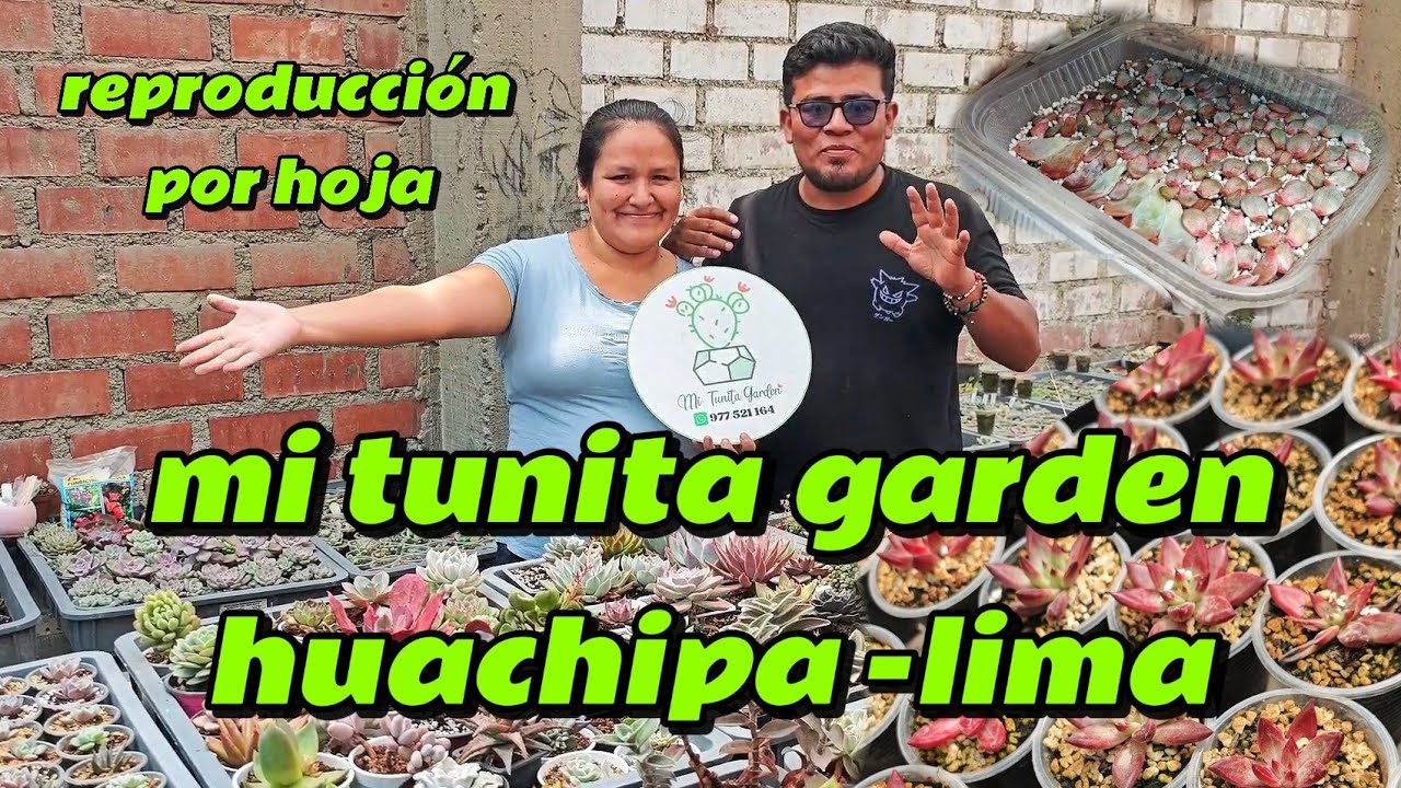 Anamin Valdez especialista en reproducción por hojitas