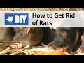 How to Get Rid of Rats | DoMyOwn.com