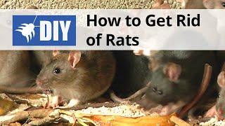 How to Get Rid of Rats | DoMyOwn.com